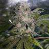семена конопли индика Mendocino Purple Kush feminised Medical Seeds