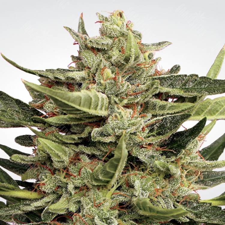 семена конопли курьером Auto Vertigo feminised Paradise Seeds семена конопли курьером Auto Vertigo feminised Paradise Seeds