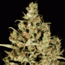 Заказать семена Atomical Haze feminised Ganja Seeds