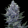 семена конопли интернет магазин Northern Lights regular