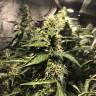 семена конопли сорта сатива Blue AK regular Ganja Seeds семена конопли сорта сатива Blue AK regular Ganja Seeds