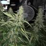 семена конопли для курения Blue AK regular Ganja Seeds семена конопли для курения Blue AK regular Ganja Seeds
