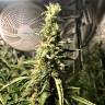 семена конопли для выращивания Blue AK regular Ganja Seeds семена конопли для выращивания Blue AK regular Ganja Seeds