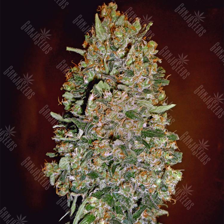 урожайные семена конопли Automatic Collection №1 feminised 00 Seeds