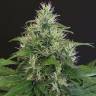 заказ семян конопли Спб Lemon Candy feminised Exotic Seed