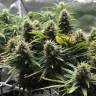 семена конопли Россия Lemon Candy feminised Exotic Seed