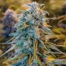 семена конопли Россия Blue Dream feminised Humboldt Seeds