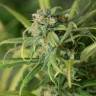 заказ семян конопли Спб Blue Dream feminised Humboldt Seeds