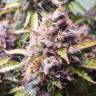 заказ семян конопли Москва Blue Dream feminised Humboldt Seeds