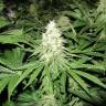 семена конопли медицинской No Name feminised Medical Seeds