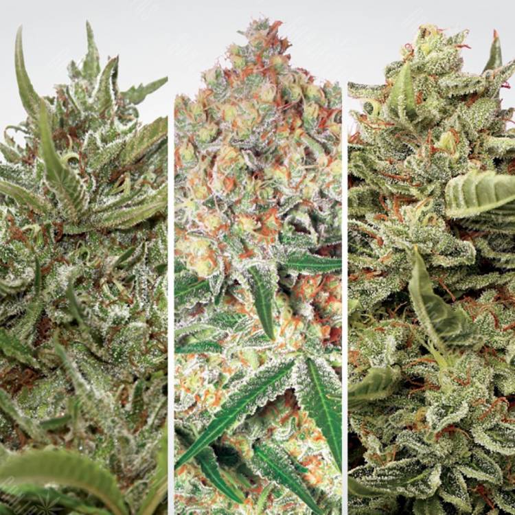 семена конопли в России Auto Collection Pack #1 feminised Paradise Seeds семена конопли в России Auto Collection Pack #1 feminised Paradise Seeds