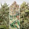 семена конопли в России Auto Collection Pack #1 feminised Paradise Seeds семена конопли в России Auto Collection Pack #1 feminised Paradise Seeds