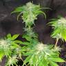 заказать на сайте семена конопли Big Devil F1 Fast Version feminised Sweet Seeds