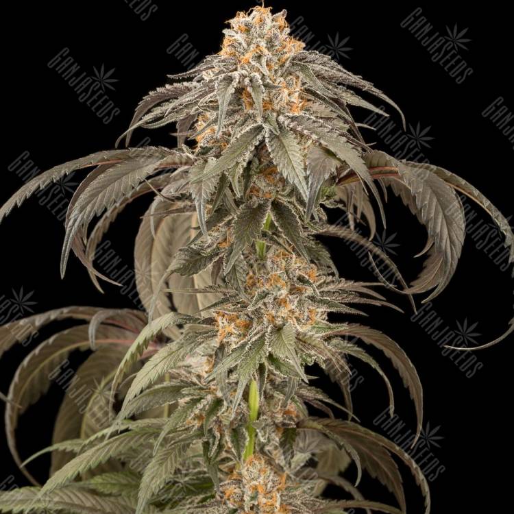 купить семена конопли в рф Afghan Kush feminised