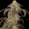 купить семена конопли в рф Afghan Kush feminised
