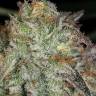 доставка семян конопли Afghan Kush feminised