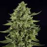 Купить семена Auto Skywalker OG feminised Ganja Seeds