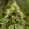 Заказать семена Auto Skywalker OG feminised Ganja Seeds