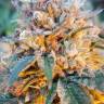 Качественные семена Auto Skywalker OG feminised Ganja Seeds