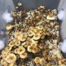купить отпечатки псилоцибиновых грибов Спб Golden Teacher