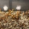 купить отпечатки псилоцибиновых грибов в Москве Golden Teacher