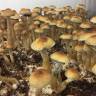 купить отпечатки псилоцибиновых грибов Golden Teacher