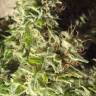 семена конопли курьером Super Bud feminised Green House Seeds