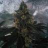 Auto White Widow CBD feminised Dutch Passion Seeds