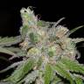 заказать качественные семена конопли Sweet Tooth feminised Barneys Farm заказать качественные семена конопли Sweet Tooth feminised Barneys Farm