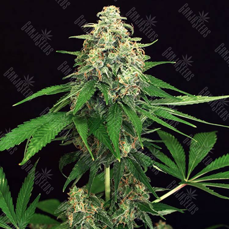заказ семян конопли Москва Mango Cream feminised Exotic Seed заказ семян конопли Москва Mango Cream feminised Exotic Seed