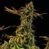 семена конопли почтой Blueberry Headband feminised Humboldt Seeds