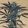 заказать качественные семена конопли Blueberry Headband feminised Humboldt Seeds