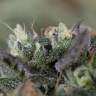 заказать на сайте семена конопли Blueberry Headband feminised Humboldt Seeds