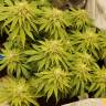 где можно заказать семена конопли Blueberry Headband feminised Humboldt Seeds