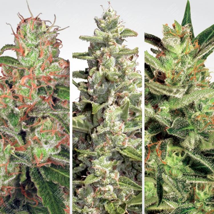 семена конопли индика Auto Collection Pack #2 feminised Paradise Seeds