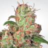 семена конопли для посадки купить Auto Collection Pack #2 feminised Paradise Seeds