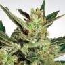 семена конопли курьером Auto Collection Pack #2 feminised Paradise Seeds