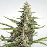 семена конопли для курения Auto Collection Pack #2 feminised Paradise Seeds