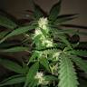 семена индийской конопли Alpujarrena feminised Pyramid Seeds семена индийской конопли Alpujarrena feminised Pyramid Seeds