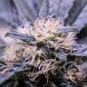 семена конопли в оригинальных упаковках Critical Kush feminised Royal Queen