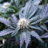 семена конопли недорого Critical Kush feminised Royal Queen