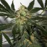 Семена марихуаны Black Domina x Early Skunk feminised Ganja Seeds