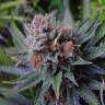 конопля семена сорта заказать Blueberry regular Ganja Seeds конопля семена сорта заказать Blueberry regular Ganja Seeds