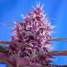 семена конопли курьером Blueberry regular Ganja Seeds семена конопли курьером Blueberry regular Ganja Seeds