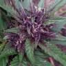 семена конопли для выращивания Blueberry regular Ganja Seeds семена конопли для выращивания Blueberry regular Ganja Seeds