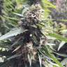 семена конопли марихуаны Blueberry regular Ganja Seeds семена конопли марихуаны Blueberry regular Ganja Seeds
