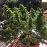 семена конопли гидропоники Blueberry regular Ganja Seeds семена конопли гидропоники Blueberry regular Ganja Seeds