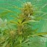регулярные семена конопли купить Blueberry regular Ganja Seeds регулярные семена конопли купить Blueberry regular Ganja Seeds