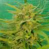 семена конопли недорого Blueberry regular Ganja Seeds семена конопли недорого Blueberry regular Ganja Seeds