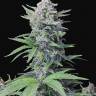 мощные семена конопли Auto White Goblin feminised